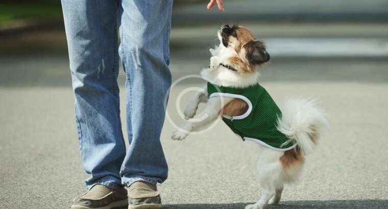 Dog Walking Helps Keep Your Dog Sane